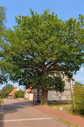 Baum im Sommer in Ritterhude&nbsp;&copy;&nbsp;Gemeinde Ritterhude