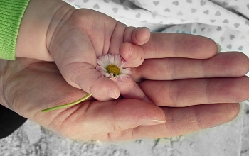 Hände von Elternteil und Baby mit Blume