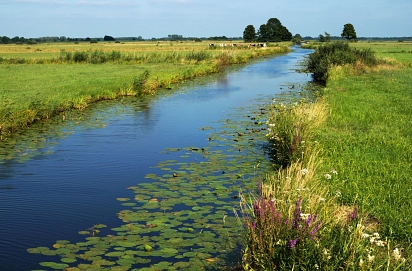 Zuerkennen ist die Hamme mit blühender Wiese im Sommer.&nbsp;&copy;&nbsp;Fotogruppe Ritterhude