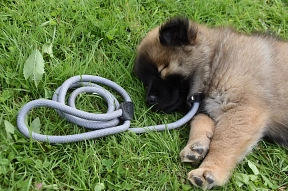 Hundewelpe im Grünen mit Leine&nbsp;&copy;&nbsp;Pixabay.com - JACLOU-DL