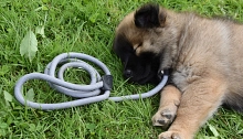 Hundewelpe im Grünen mit Leine Hundewelpe im Grünen mit Leine